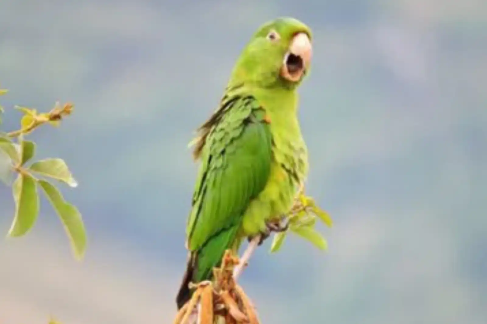 Periquitão Marcanã